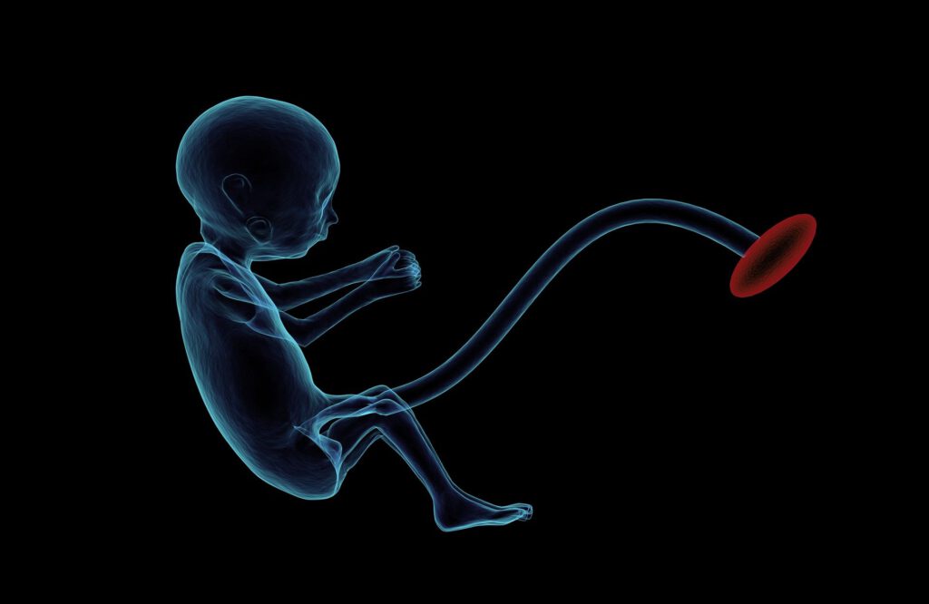 Ultraschallbild eines Fötus im Mutterleib